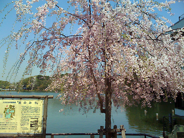 日々雑感 - DoromPATIO