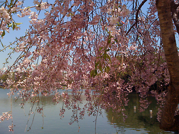 日々雑感 - DoromPATIO