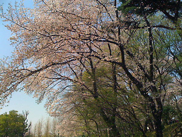 日々雑感 - DoromPATIO