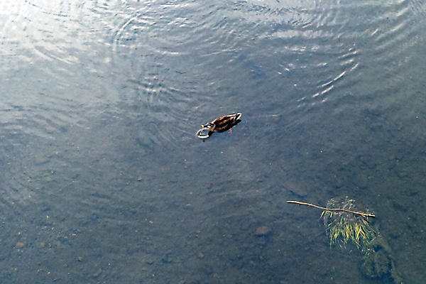 日々雑感 - DoromPATIO