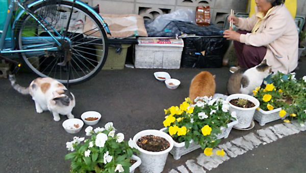 日々雑感 - DoromPATIO