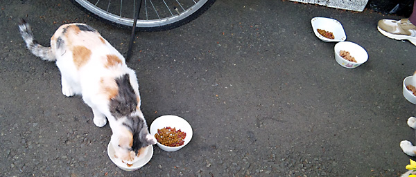 日々雑感 - DoromPATIO