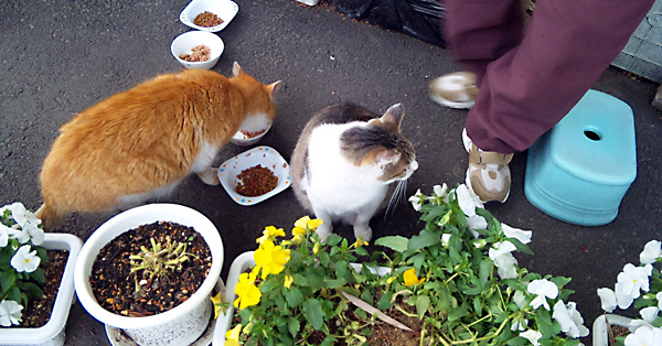 日々雑感 - DoromPATIO