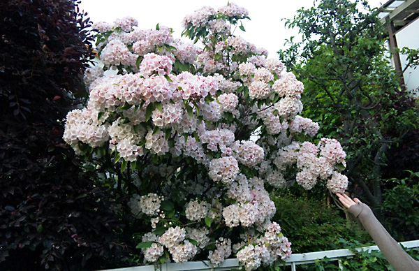 日々雑感 - DoromPATIO