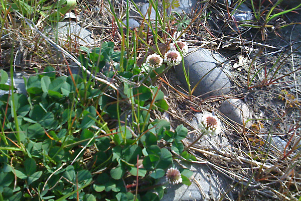 日々雑感 - DoromPATIO