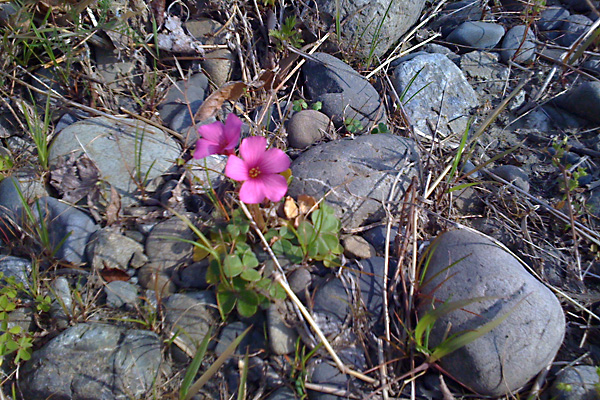 日々雑感 - DoromPATIO