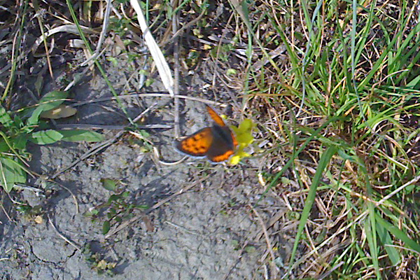 日々雑感 - DoromPATIO