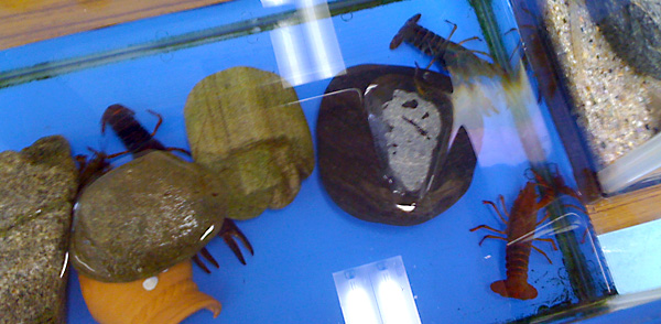 日々雑感 - DoromPATIO