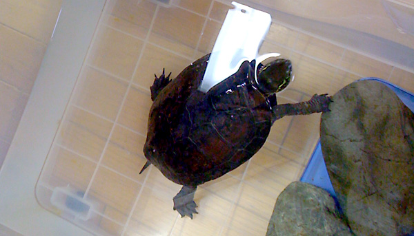 日々雑感 - DoromPATIO