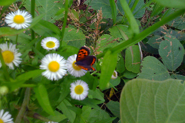 日々雑感 - DoromPATIO