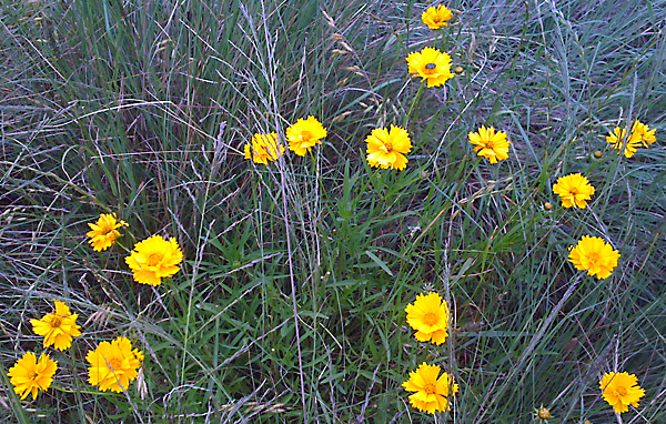 日々雑感 - DoromPATIO