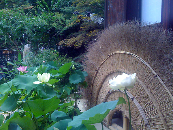 日々雑感 - DoromPATIO