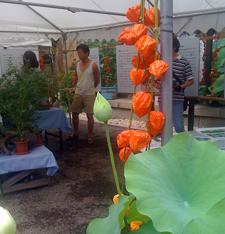 日々雑感 - DoromPATIO