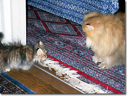 猫, チンチラ・ゴールデン, 来夢, 来喜