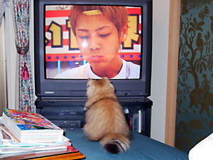 TVチャンピオン