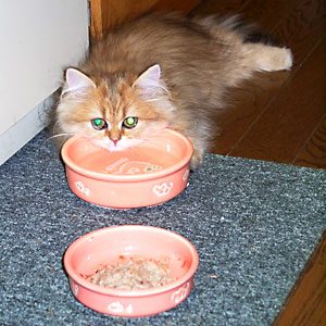 猫, チンチラ・ゴールデン, 来夢