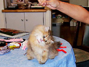 猫, チンチラ・ゴールデン, 来夢