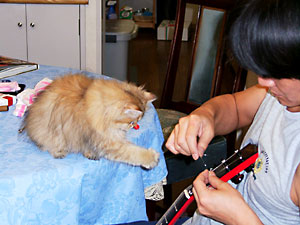 猫, チンチラ・ゴールデン, 来夢