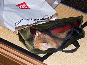 猫, チンチラ・ゴールデン, 来夢