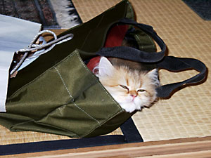 猫, チンチラ・ゴールデン, 来夢