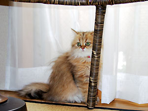 猫, チンチラ・ゴールデン, 来夢