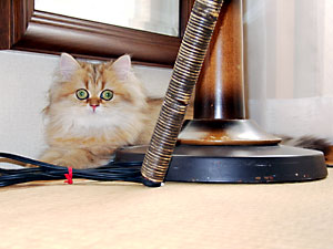 猫, チンチラ・ゴールデン, 来夢