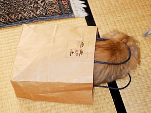 猫, チンチラ・ゴールデン, 来夢