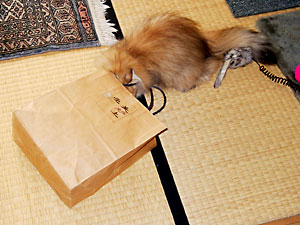 猫, チンチラ・ゴールデン, 来夢