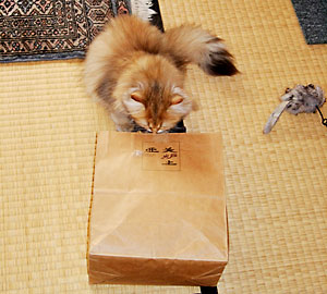 猫, チンチラ・ゴールデン, 来夢