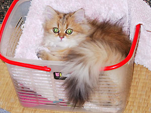 猫, チンチラ・ゴールデン, 来夢