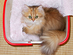 猫, チンチラ・ゴールデン, 来夢