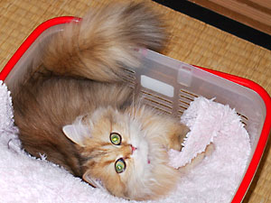 猫, チンチラ・ゴールデン, 来夢