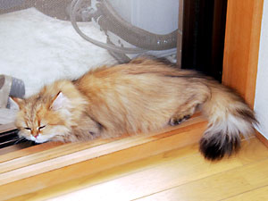 猫, チンチラ・ゴールデン, 来夢