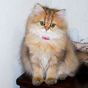 猫, チンチラ・ゴールデン, 来夢