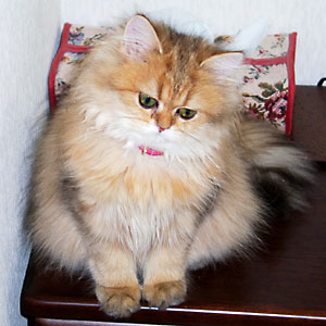 猫, チンチラ・ゴールデン, 来夢