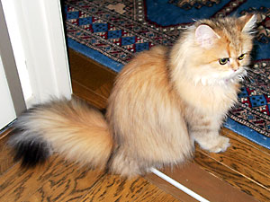 猫, チンチラ・ゴールデン, 来夢