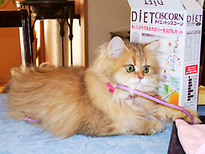 猫, チンチラ・ゴールデン, 来夢