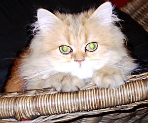 猫, チンチラ・ゴールデン, 来夢