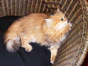 猫, チンチラ・ゴールデン, 来夢