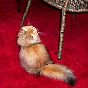 猫, チンチラ・ゴールデン, 来夢