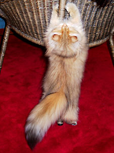 猫, チンチラ・ゴールデン, 来夢