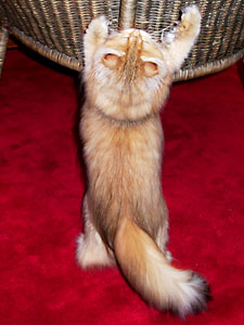 猫, チンチラ・ゴールデン, 来夢