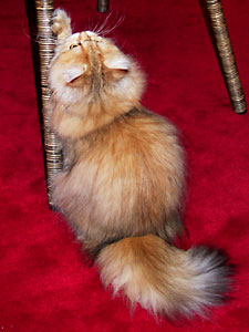 猫, チンチラ・ゴールデン, 来夢