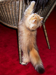 猫, チンチラ・ゴールデン, 来夢