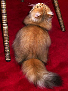 猫, チンチラ・ゴールデン, 来夢