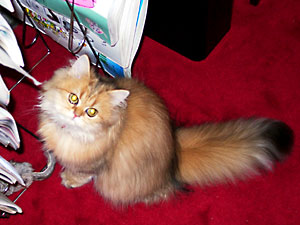 猫, チンチラ・ゴールデン, 来夢