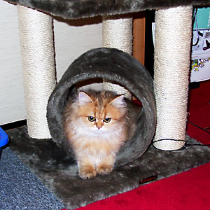 猫, チンチラ・ゴールデン, 来夢