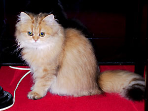 猫, チンチラ・ゴールデン, 来夢