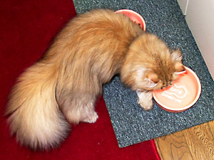 猫, チンチラ・ゴールデン, 来夢