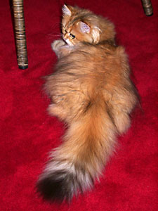 猫, チンチラ・ゴールデン, 来夢